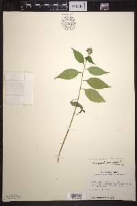 Campanulastrum americanum image