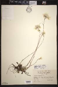 Antennaria howellii subsp. canadensis image