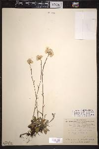 Antennaria howellii subsp. canadensis image