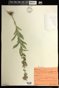 Lobelia siphilitica f. albiflora image