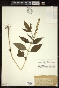 Ambrosia trifida f. integrifolia image