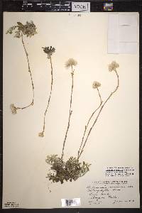 Antennaria howellii subsp. canadensis image