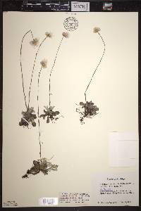 Antennaria howellii subsp. neodioica image