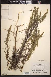 Artemisia campestris image