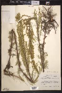 Artemisia campestris image