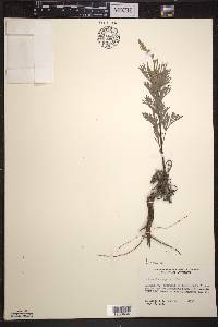 Artemisia campestris image