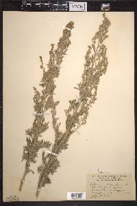 Artemisia absinthium image