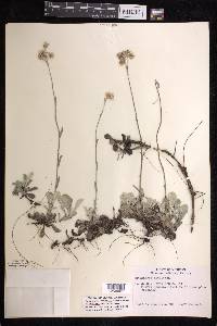 Antennaria howellii subsp. petaloidea image