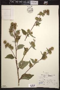 Arctium minus image