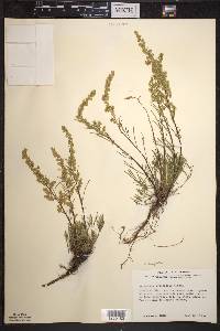 Artemisia campestris image