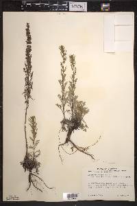 Artemisia campestris image