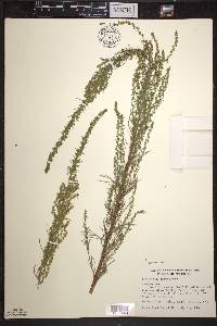 Artemisia campestris image