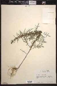 Artemisia biennis image