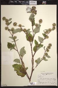 Arctium minus image