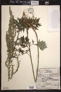 Artemisia vulgaris image