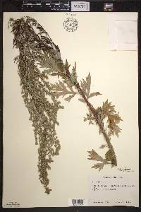 Artemisia vulgaris image