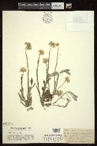 Antennaria parlinii subsp. fallax image