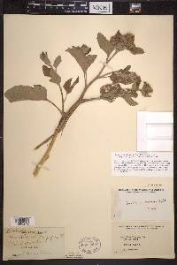 Arctium minus image