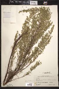 Artemisia campestris image