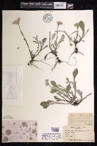 Antennaria parlinii subsp. fallax image