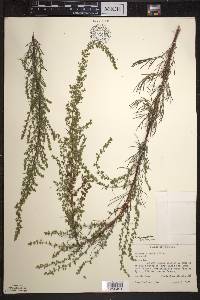 Artemisia campestris image