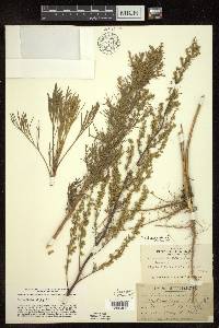 Artemisia campestris image