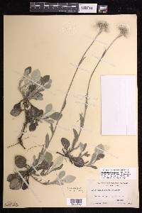 Antennaria parlinii subsp. fallax image