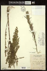 Artemisia campestris image