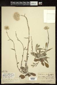 Antennaria parlinii subsp. fallax image