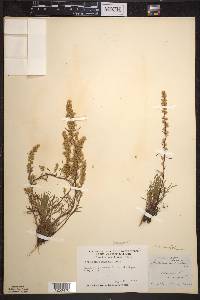 Artemisia campestris image