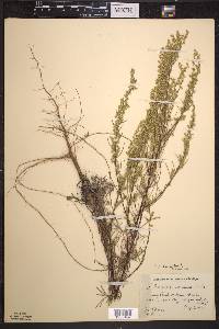 Artemisia campestris image