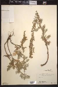 Artemisia absinthium image