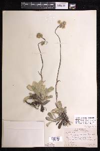 Antennaria parlinii subsp. fallax image