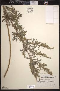 Artemisia absinthium image