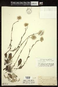 Antennaria parlinii subsp. fallax image