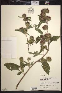 Arctium minus image