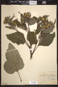 Arctium minus image