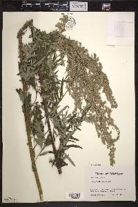 Artemisia vulgaris image