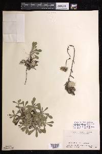 Antennaria howellii subsp. petaloidea image