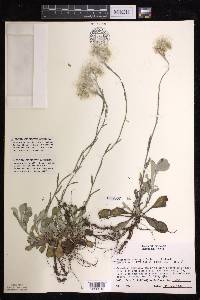Antennaria howellii subsp. petaloidea image