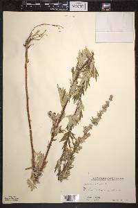 Artemisia vulgaris image