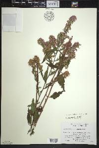 Symphyotrichum urophyllum image