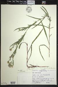 Symphyotrichum robynsianum image