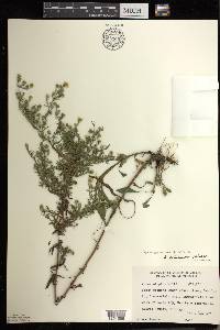 Symphyotrichum pilosum var. pilosum image