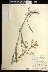 Symphyotrichum pilosum var. pringlei image