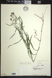 Symphyotrichum robynsianum image