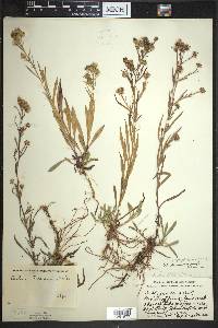 Symphyotrichum pilosum var. pringlei image