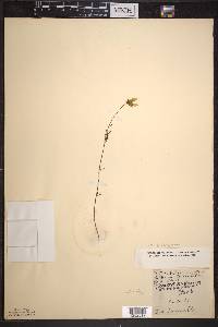 Bidens trichosperma image