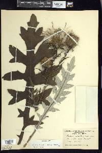 Cirsium discolor image