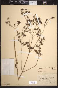 Bidens discoidea image